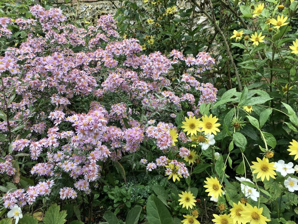 A photograph of late blooming flowers in the gardens at Charleston. There are small lilac coloured flowers, and small yellow flowers scattered in amongst the dark green foliage.